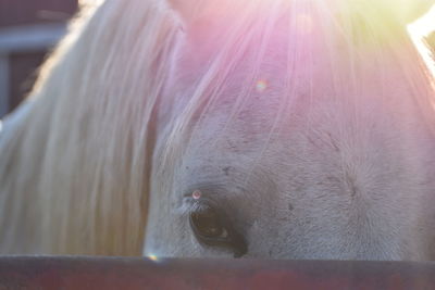 Rainbow horse