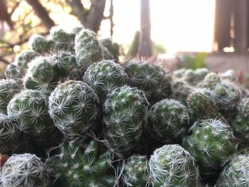 Close-up of prickly pear cactus