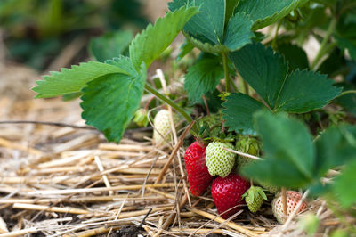 Close-up of strawberry growing on plant in field