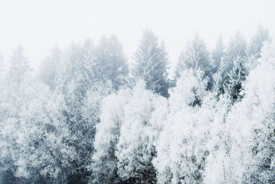 Snow covered pine trees in forest against sky