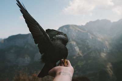 Close-up of a hand holding bird