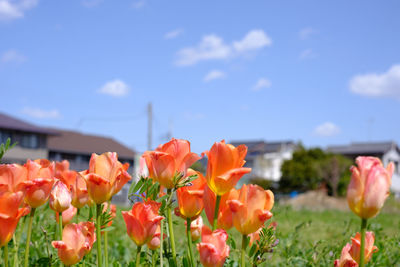 Close-up of tulips on field against sky