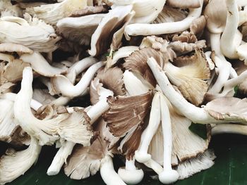 Close-up of mushroom