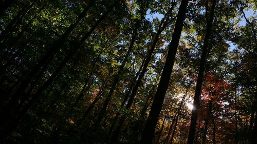 Low angle view of trees in forest