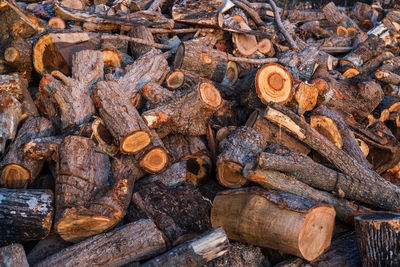 Full frame shot of logs in forest