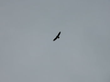 Low angle view of bird flying in sky