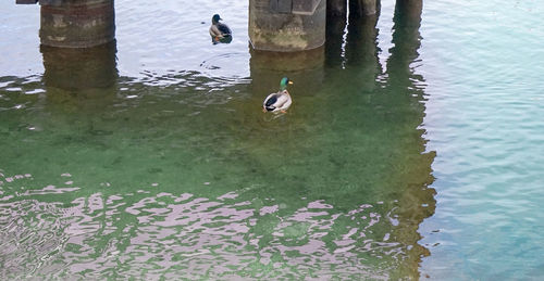 Ducks swimming in lake