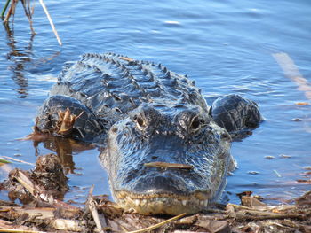 High angle view of crocodile swimming in lake