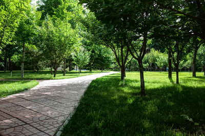 Footpath amidst trees in park