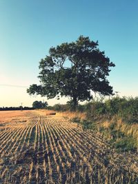 Scenic view of agricultural field against clear sky