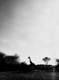 Silhouette of birds on land against sky