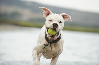 Close-up portrait of dog carrying ball in mouth against lake