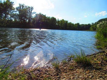 Scenic view of lake in forest