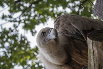 Low angle view of owl perching on tree