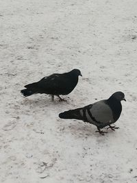 Pigeons on snow covered land