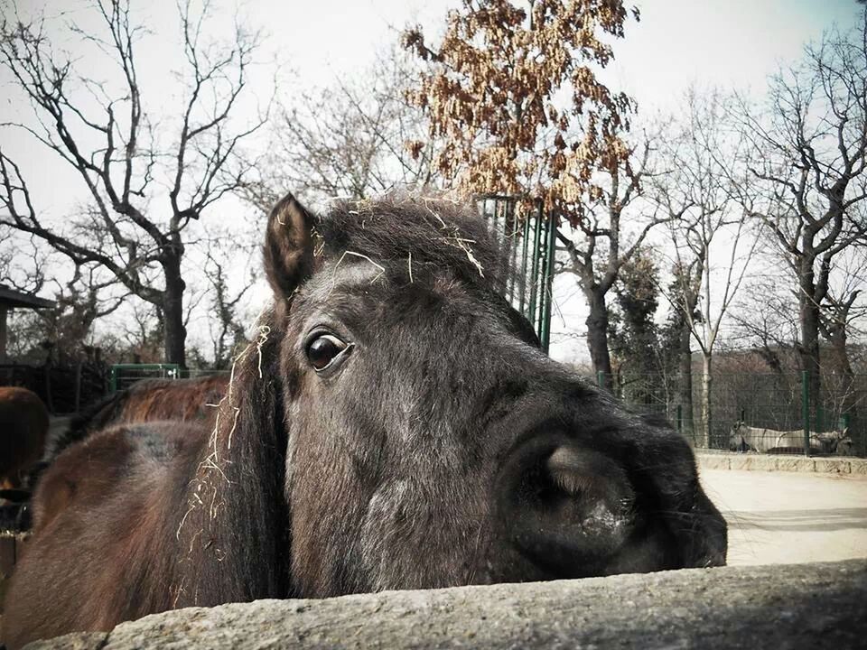 animal themes, mammal, tree, one animal, domestic animals, dog, animal head, bare tree, pets, horse, close-up, day, livestock, looking at camera, portrait, outdoors, animal body part, focus on foreground, car, herbivorous