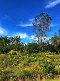 Trees on field against sky