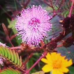 Close-up of pink flowers