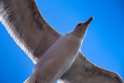 Low angle view of bird against clear blue sky