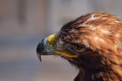 Close-up of a bird looking away