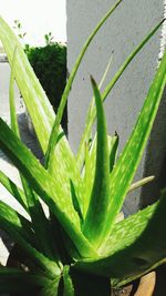 Close-up of leaves on plant