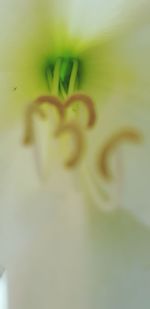 Close-up of red rose flower