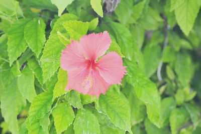 Close-up of pink flower blooming outdoors