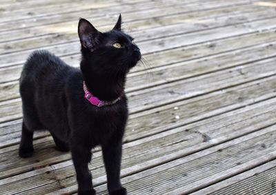 Close-up of black cat on boardwalk