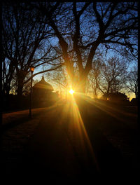 Sunlight streaming through trees at sunset