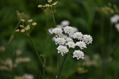 Close-up of white flowering plant