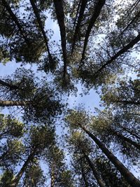 Low angle view of trees in forest