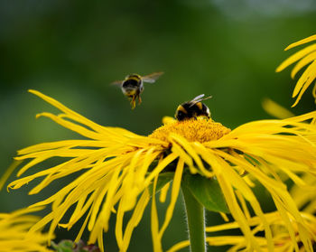 Close-up of bee pollinating on yellow flower