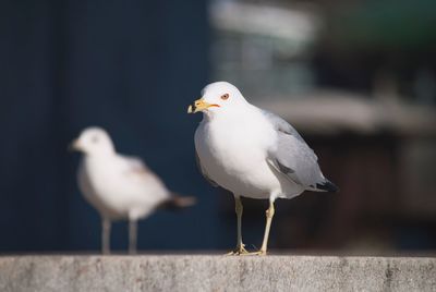 Close-up of seagulls perching on retaining wall