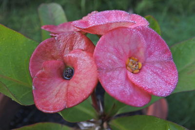 Close-up of raindrops on pink flower