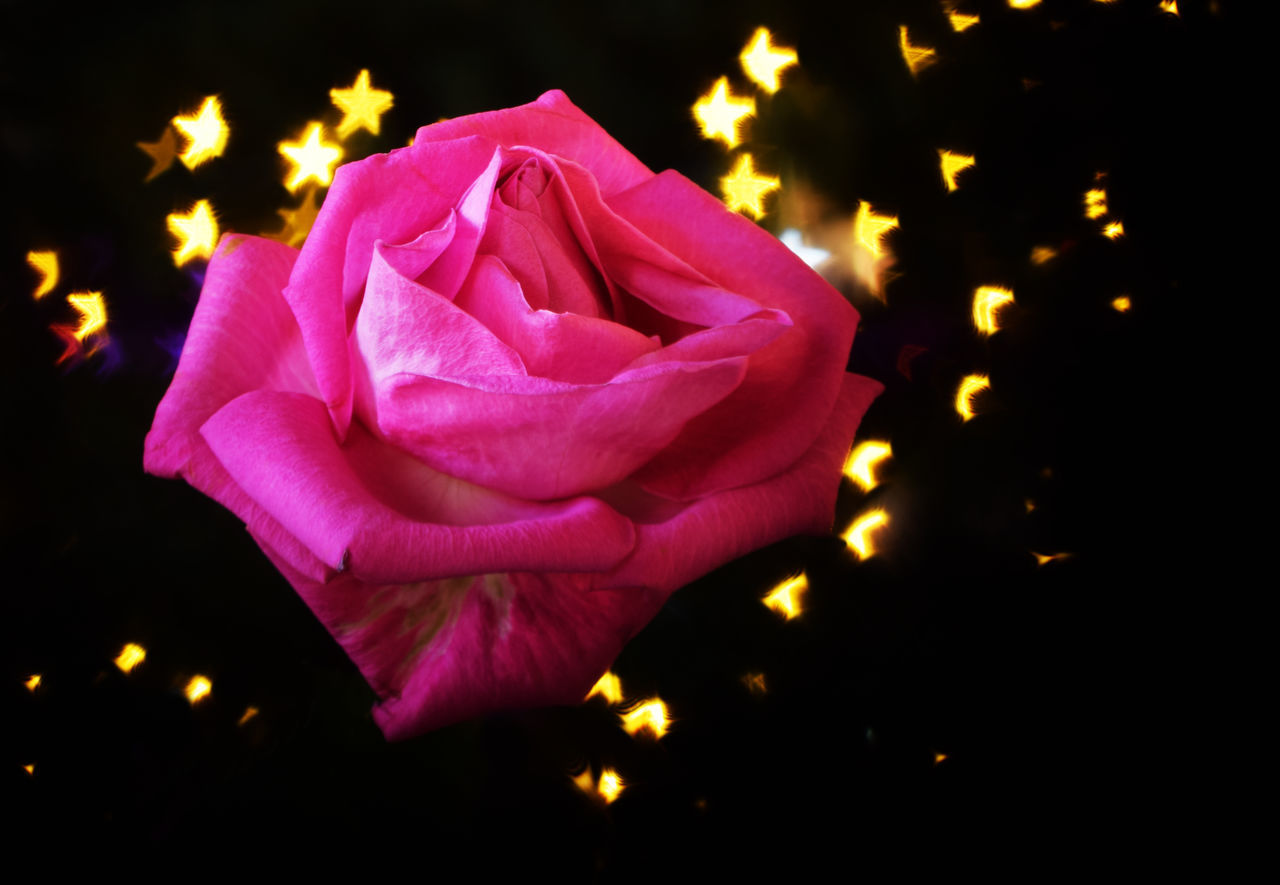 CLOSE-UP OF PINK ROSE IN BLACK BACKGROUND