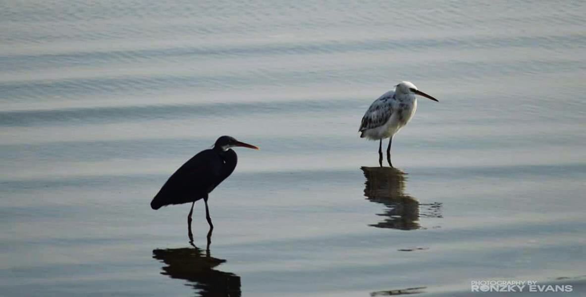 bird, animal themes, animals in the wild, wildlife, water, lake, reflection, perching, one animal, nature, waterfront, seagull, duck, outdoors, day, two animals, full length, sky, beauty in nature, tranquility