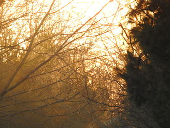 Low angle view of trees against sky