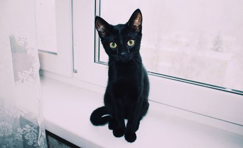 Portrait of black cat sitting on floor at home