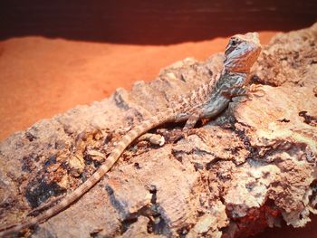 Close-up of lizard on rock