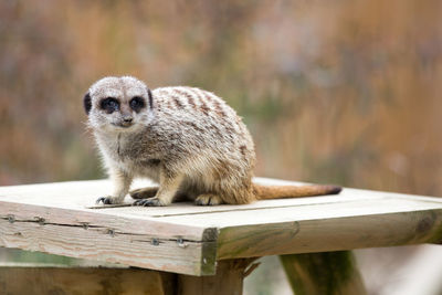 View of meerkat