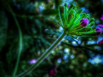 Close-up of wet purple flowering plant