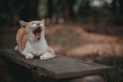 Full length of cat yawning outdoors