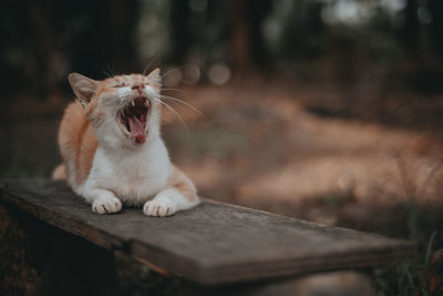 Cat yawning