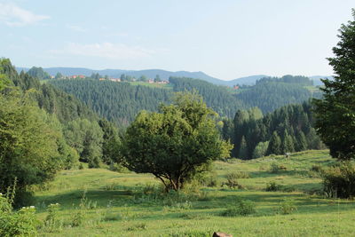 Trees on field against sky