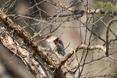 Close-up of bird perching on branch