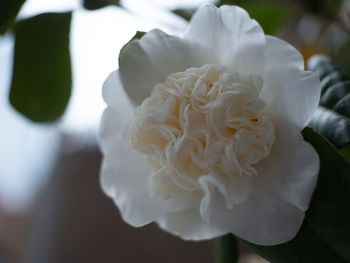 Close-up of white rose