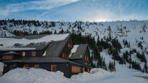 Snow covered trees and buildings against sky