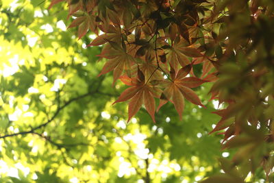 Low angle view of tree