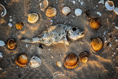 High angle view of seashell on sea shore