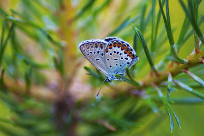 A butterfly sitting on a pine tree needle.
